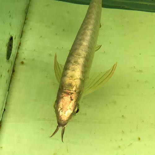 24K金龍魚有哪些獨特功能？
