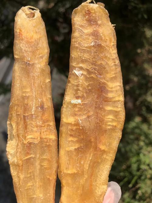 正宗金龍魚膠圖片高清大圖