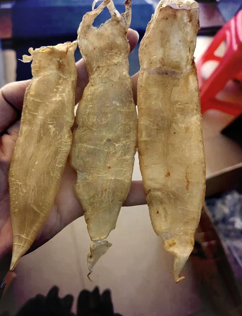 正宗金龍魚膠圖片高清大圖