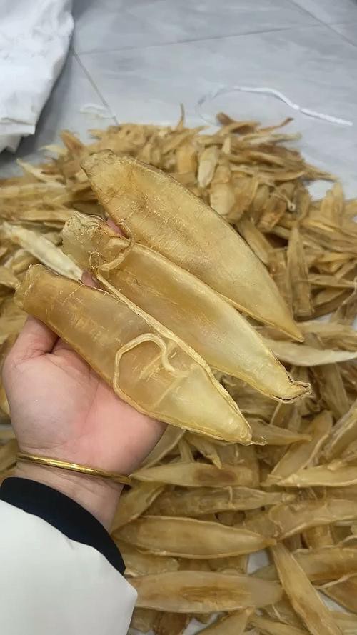 正宗金龍魚膠圖片高清大圖