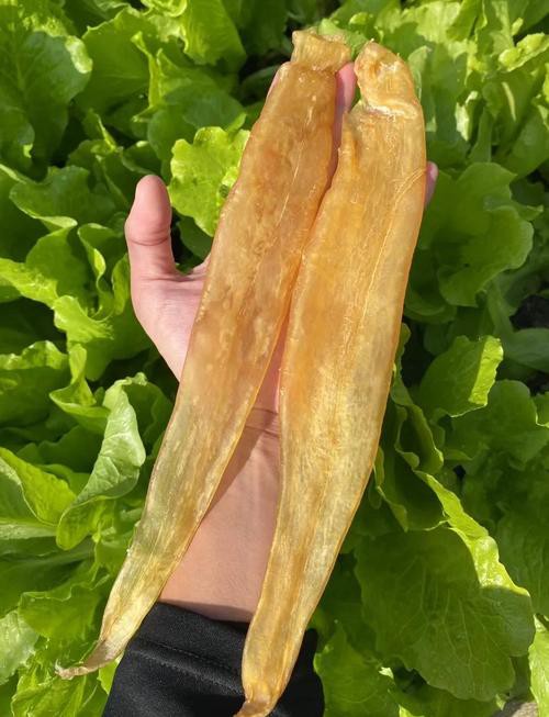 正宗金龍魚膠圖片高清大圖