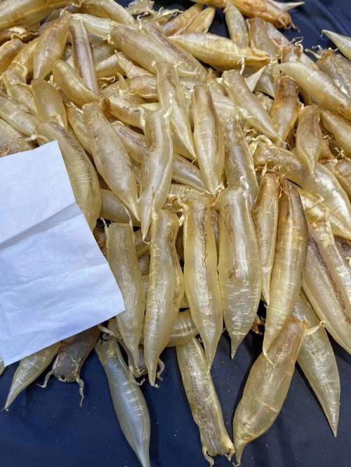 正宗金龍魚膠圖片高清大圖