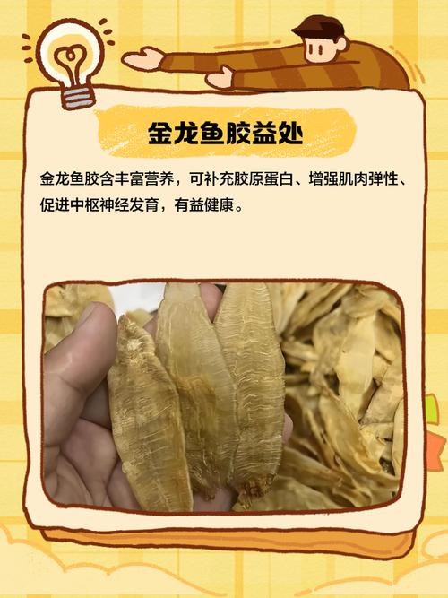 正宗金龍魚膠圖片高清大圖