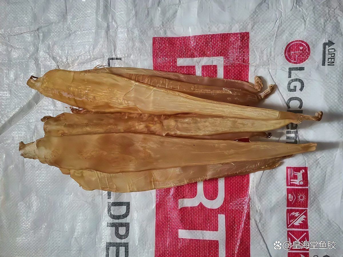 正宗金龍魚膠圖片高清大圖