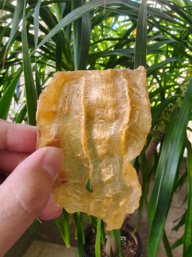 正宗金龍魚膠圖片高清大圖