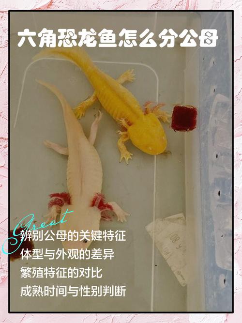 恐龍魚為什么叫恐龍魚呢圖片