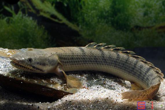 恐龍魚為什么叫恐龍魚呢圖片