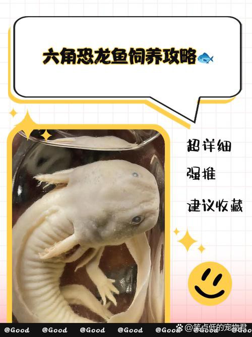 恐龍魚為什么叫恐龍魚呢圖片