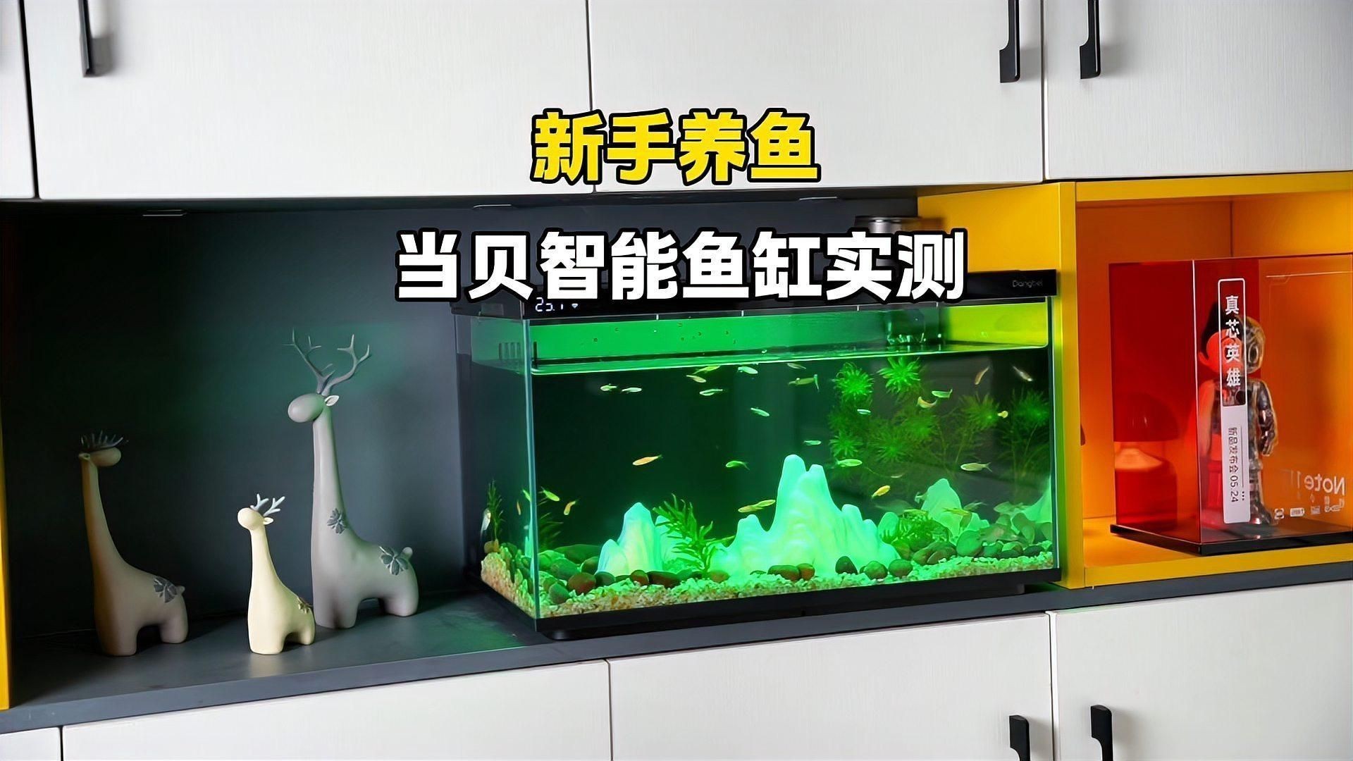 紅龍魚的飼養(yǎng)方法（飼養(yǎng)紅龍魚時，需要注意以下幾點技巧）