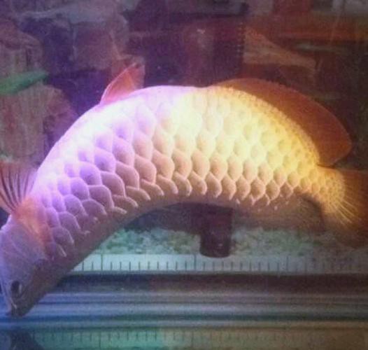 養金龍魚最佳溫度是多少合適呢