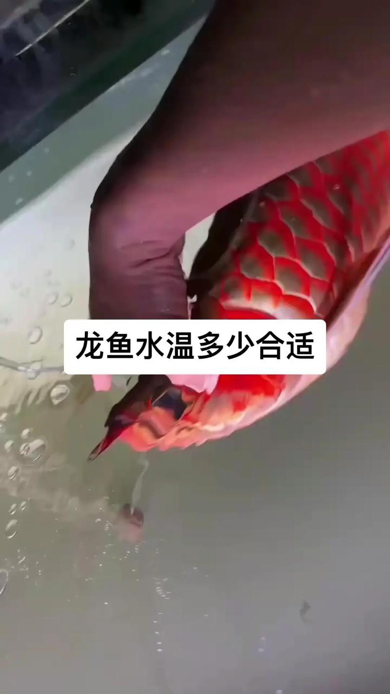 養金龍魚最佳溫度是多少合適呢