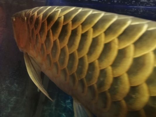 龍魚鱗片充血：龍魚的鱗片充血怎么辦