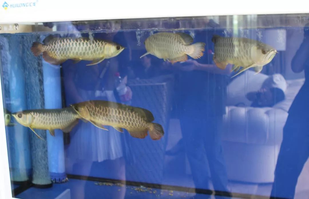 金龍魚黑缸養還是白缸養：金龍魚是黑缸養還是白缸養