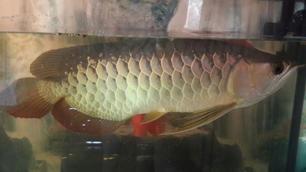 金龍魚不吃東西能活多久：金魚不吃食能活多久