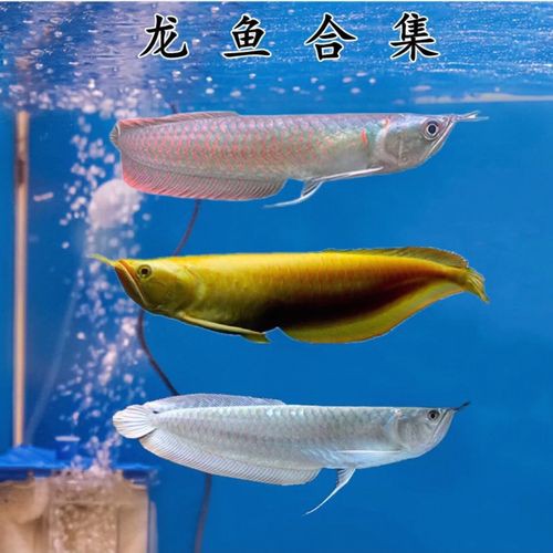 七彩銀龍魚圖片