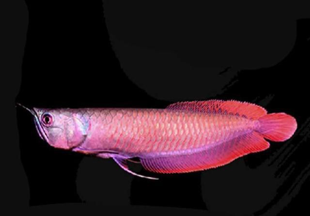 七彩銀龍魚圖片