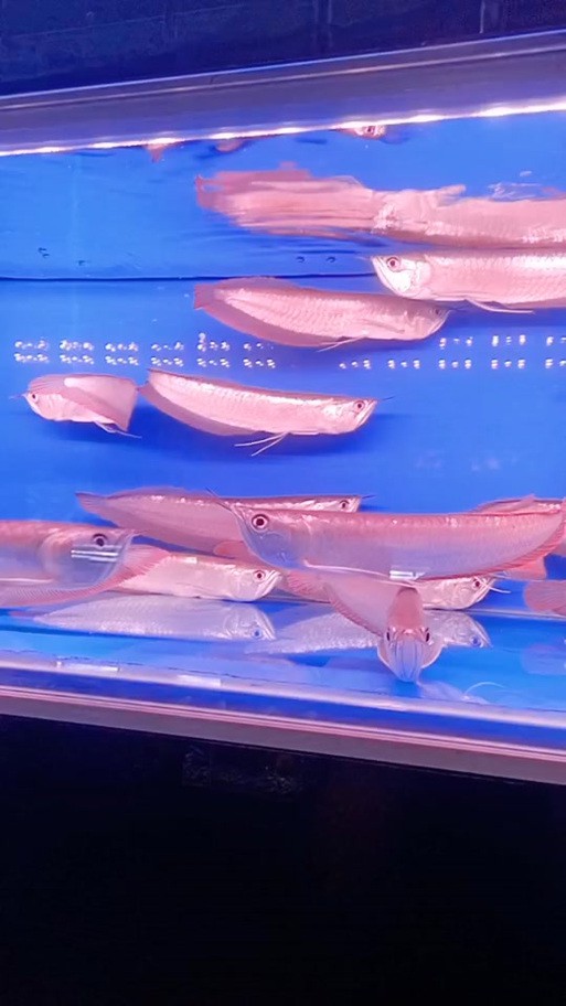 七彩銀龍魚圖片