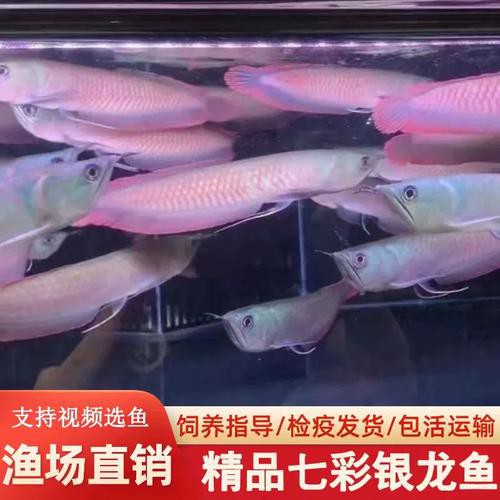 七彩銀龍魚圖片