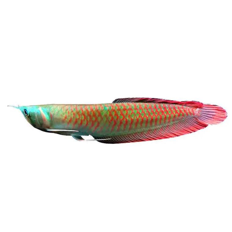 七彩銀龍魚圖片