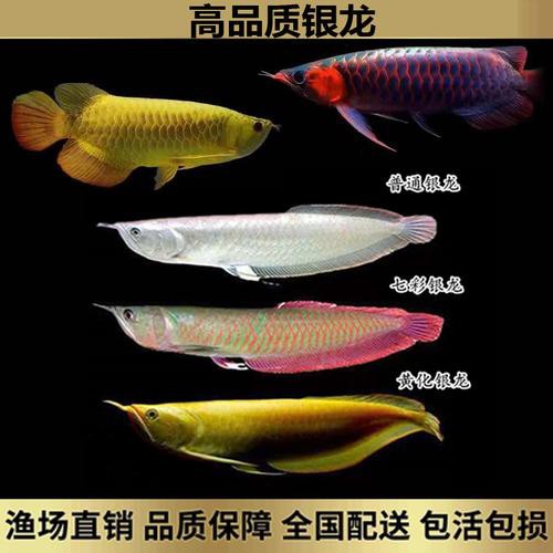 七彩銀龍魚圖片