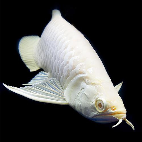 七彩銀龍魚圖片