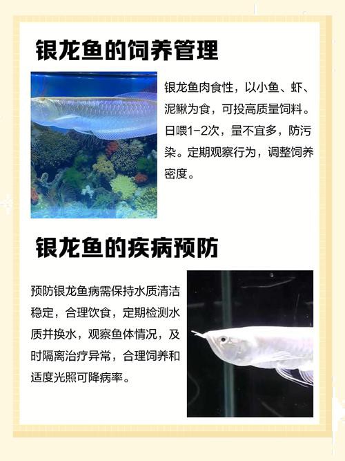 七彩銀龍魚圖片