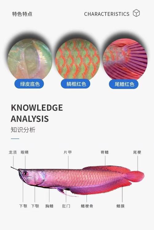 七彩銀龍魚圖片