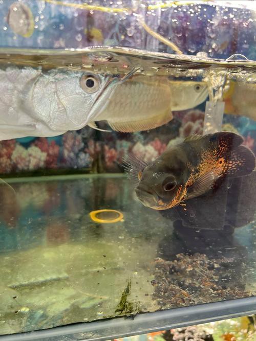 七彩銀龍魚圖片