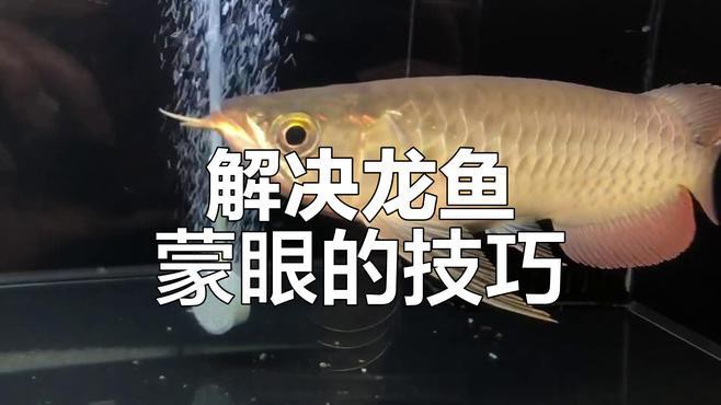 如何預防銀龍魚蒙眼？