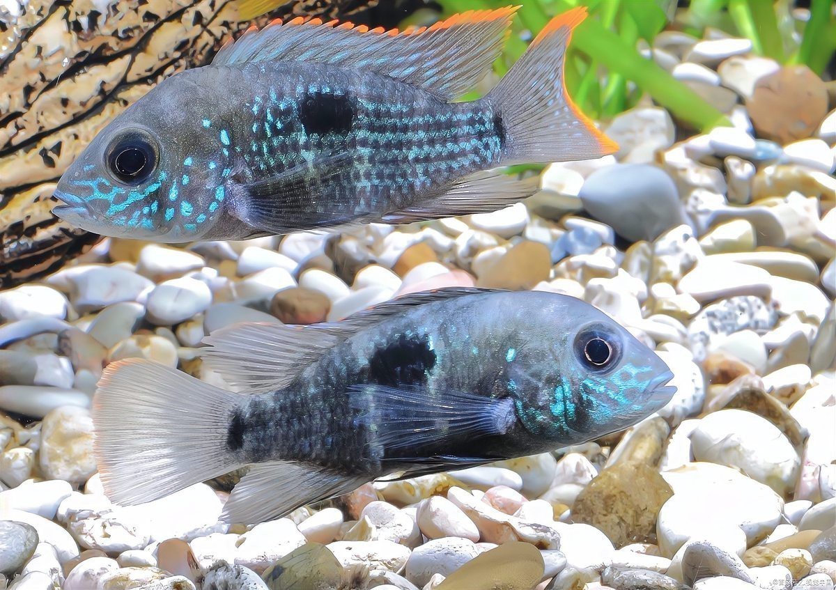 養(yǎng)龍魚用什么魚缸最好看