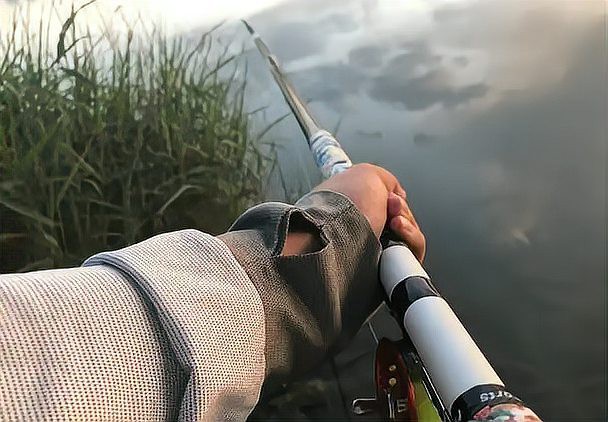有哪些適合拍攝雷龍魚的相機或手機？