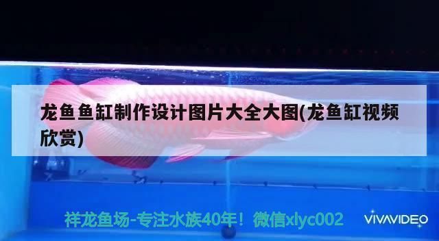 龍魚用什么魚缸比較好：如何選擇龍魚魚缸