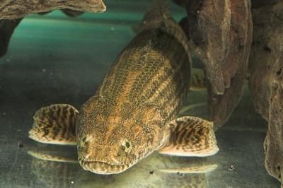 龍魚飼養(yǎng)的來源和歷史簡介：龍魚的飼養(yǎng)的來源和歷史簡介