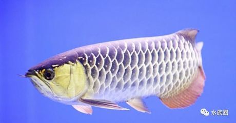 龍魚飼養(yǎng)的來源和歷史簡介：龍魚的飼養(yǎng)的來源和歷史簡介