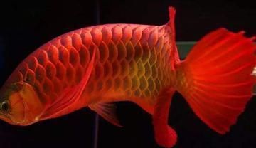 家中養(yǎng)龍魚(yú)有什么說(shuō)法（家中養(yǎng)龍魚(yú)的寓意和風(fēng)水講究龍魚(yú)風(fēng)水?dāng)[放技巧）