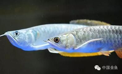 龍魚一天喂多少合適的食物：龍魚一天喂多少合適