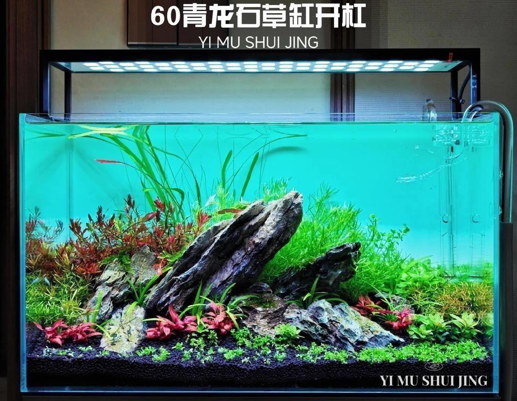金龍魚造景圖片