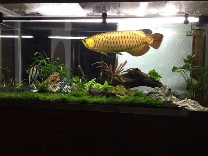 金龍魚造景圖片