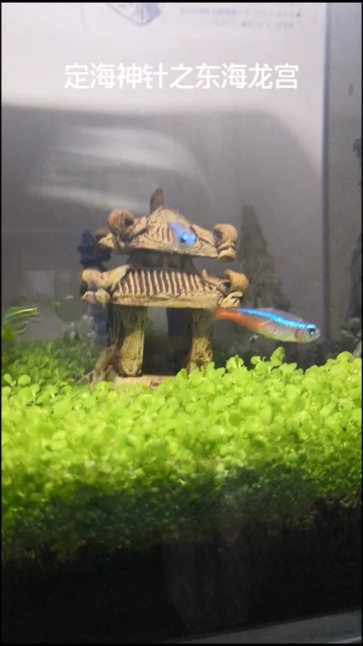 金龍魚造景圖片