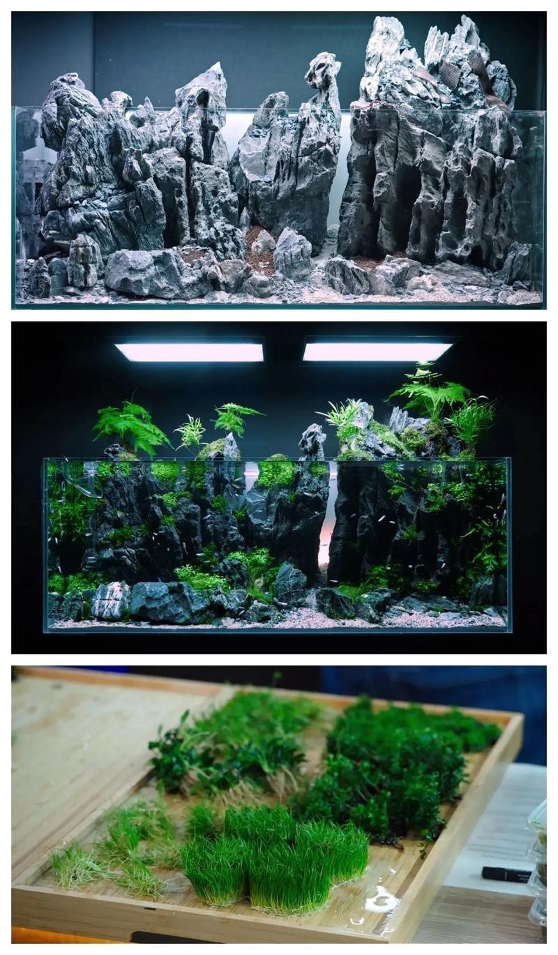 金龍魚造景圖片