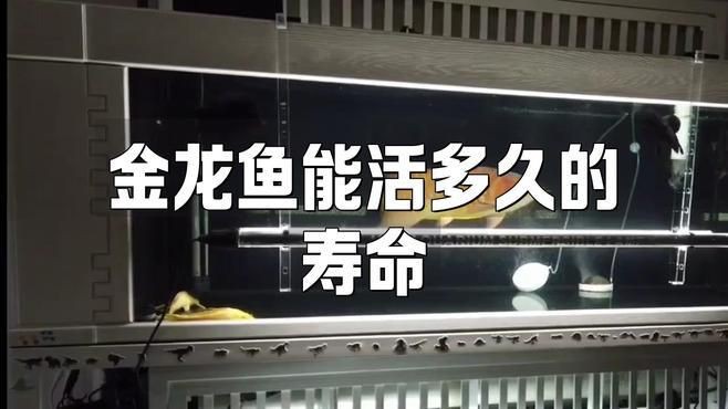 金龍魚壽命一般多久