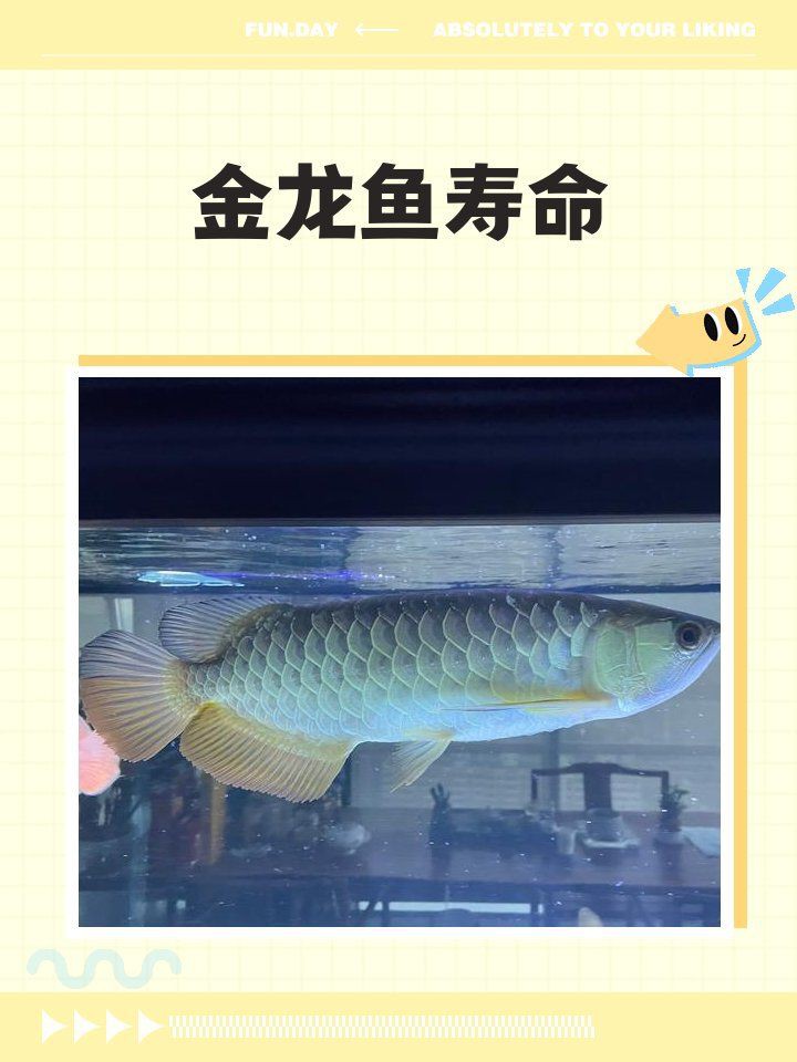 金龍魚壽命一般多久