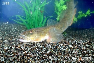 龍魚肉質如何：如何評價龍魚的肉質？