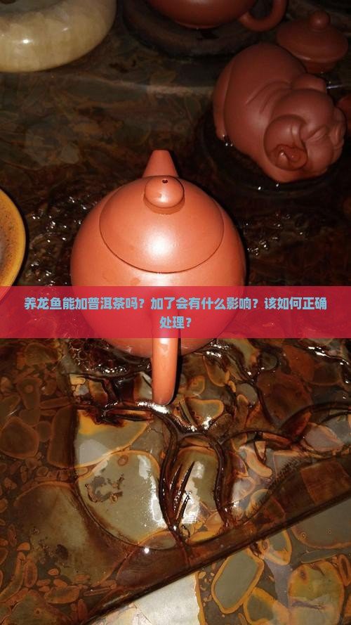 普洱茶養(yǎng)龍魚