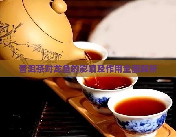 普洱茶養(yǎng)龍魚