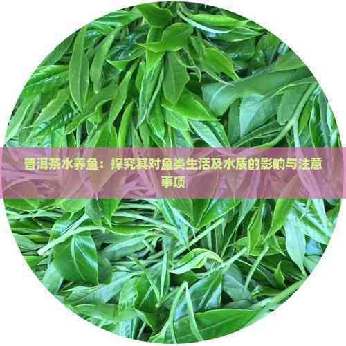 普洱茶養(yǎng)龍魚