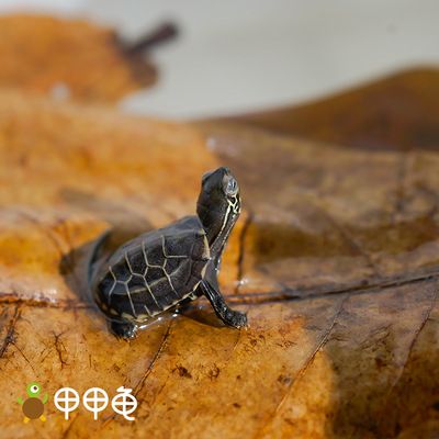 龍魚混養(yǎng)龜：龍魚混養(yǎng)與魚混養(yǎng)的最佳選擇之一，龍魚混養(yǎng)注意事項