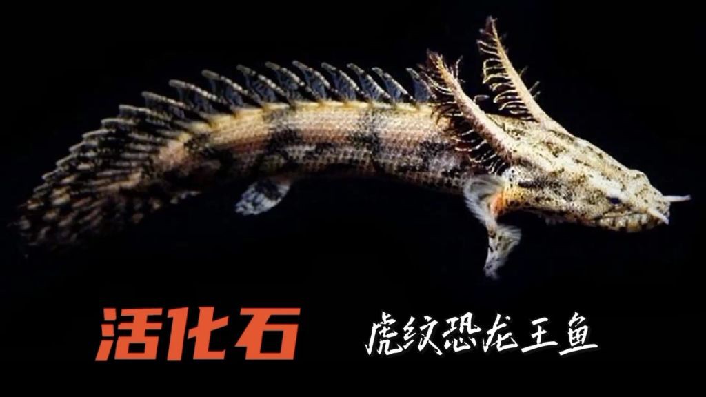 恐龍王魚的種類和名稱