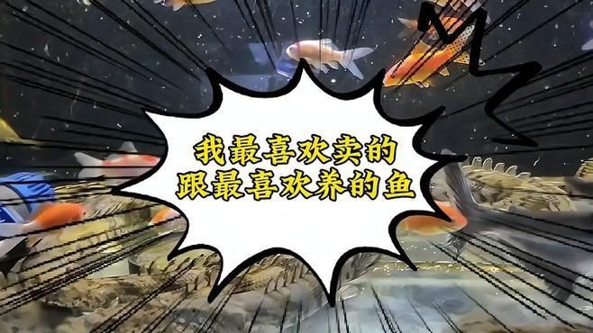 恐龍王魚的種類和名稱