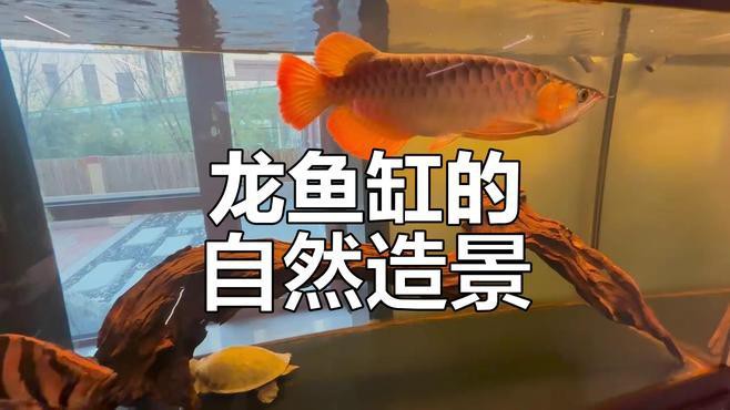 有哪些適合銀龍魚的魚缸裝飾
